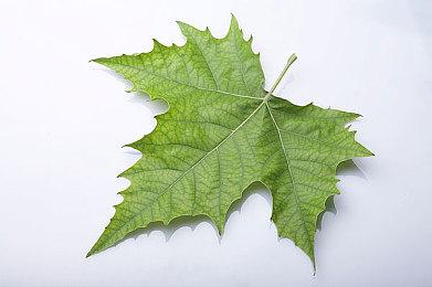 《星刃》试玩40分钟实机视频 伊芙一次看个够